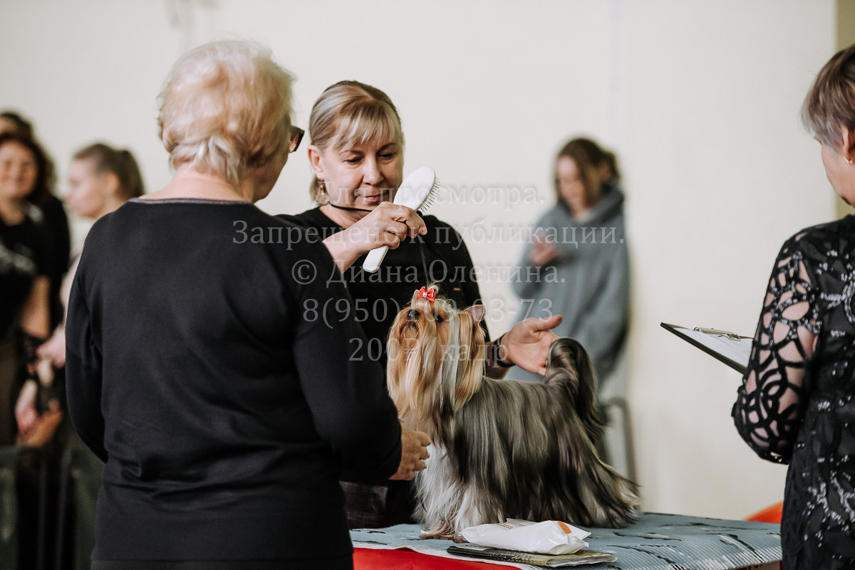 26.03.2022 Выставка собак г. Братск Континенталь. Фотограф Диана Оленина Красноярск / Братск