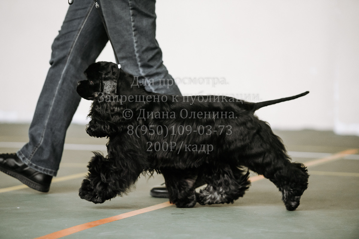 26.03.2022 Выставка собак г. Братск Континенталь. Фотограф Диана Оленина Красноярск / Братск