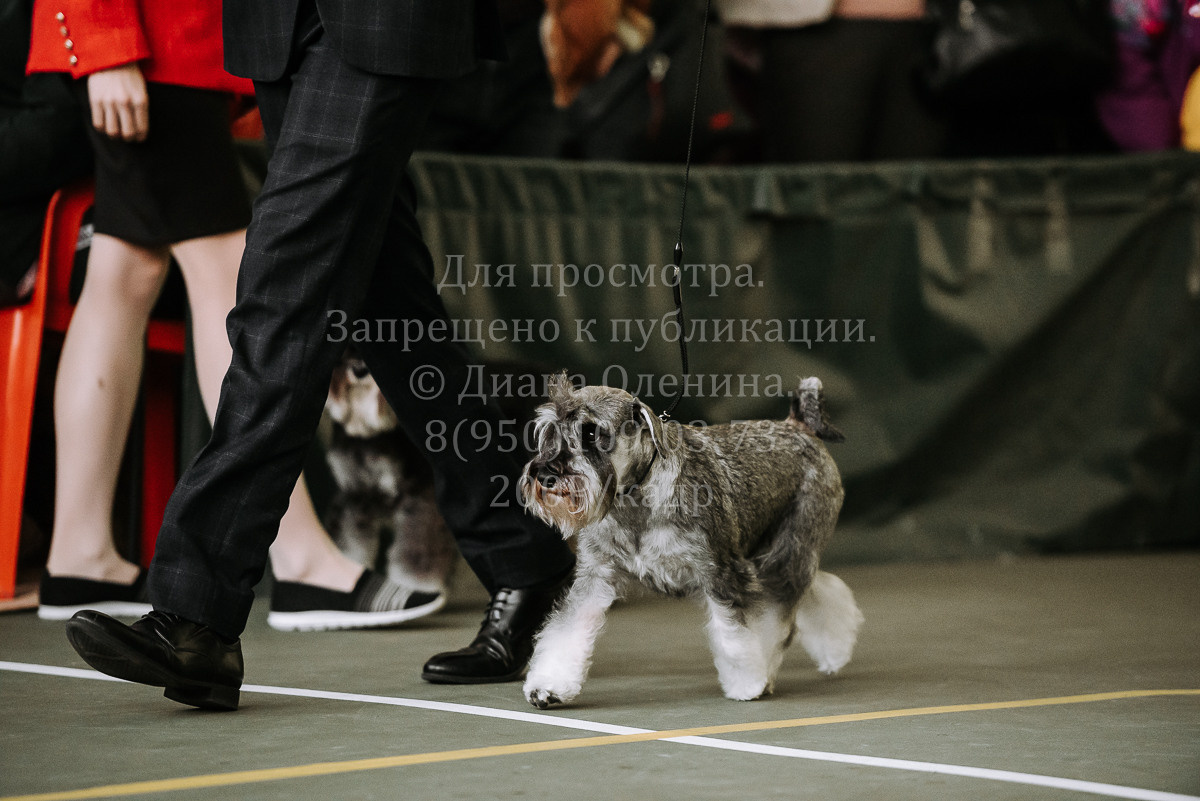 26.03.2022 Выставка собак г. Братск Континенталь. Фотограф Диана Оленина Красноярск / Братск