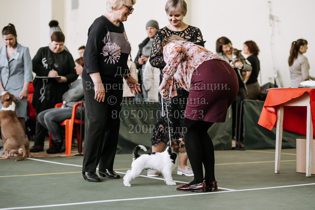 26.03.2022 Выставка собак г. Братск Континенталь. Фотограф Диана Оленина Красноярск / Братск