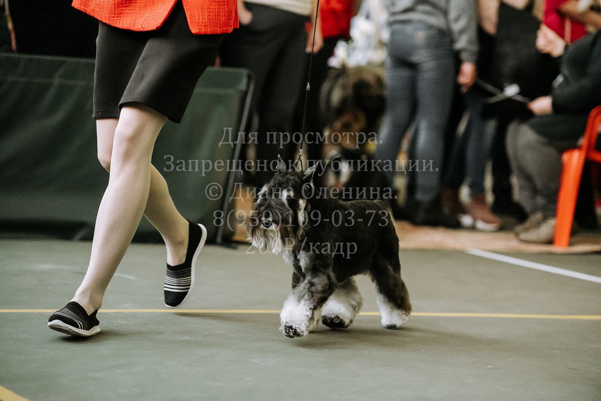 26.03.2022 Выставка собак г. Братск Континенталь. Фотограф Диана Оленина Красноярск / Братск