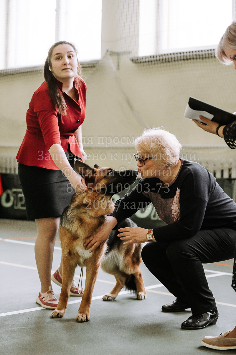 26.03.2022 Выставка собак г. Братск Континенталь. Фотограф Диана Оленина Красноярск / Братск