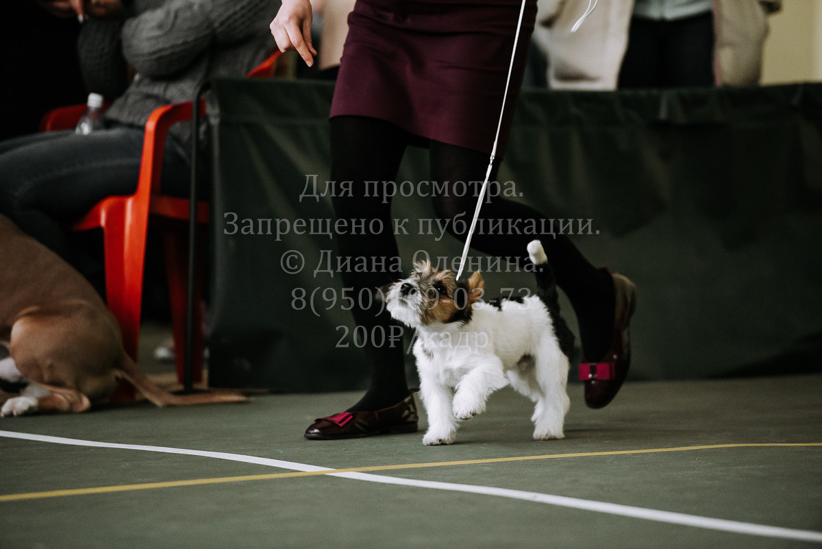 26.03.2022 Выставка собак г. Братск Континенталь. Фотограф Диана Оленина Красноярск / Братск