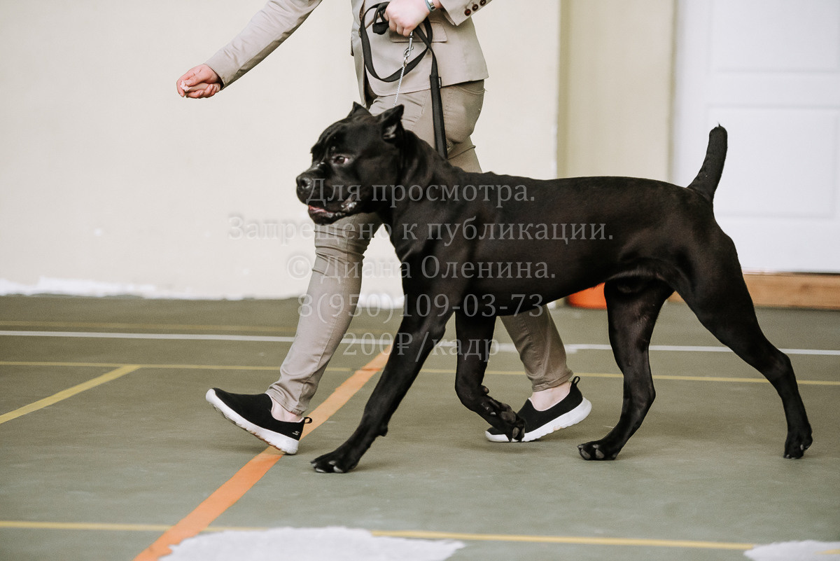26.03.2022 Выставка собак г. Братск Континенталь. Фотограф Диана Оленина Красноярск / Братск
