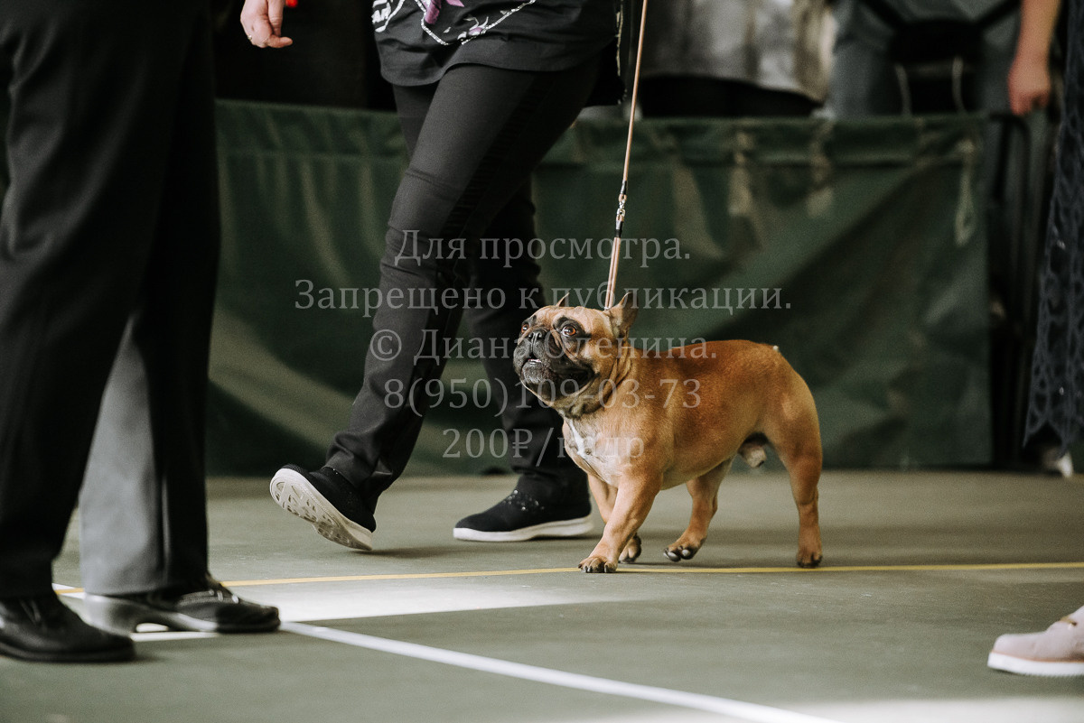 26.03.2022 Выставка собак г. Братск Континенталь. Фотограф Диана Оленина Красноярск / Братск