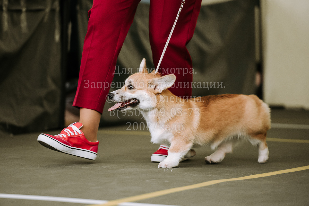 26.03.2022 Выставка собак г. Братск Континенталь. Фотограф Диана Оленина Красноярск / Братск