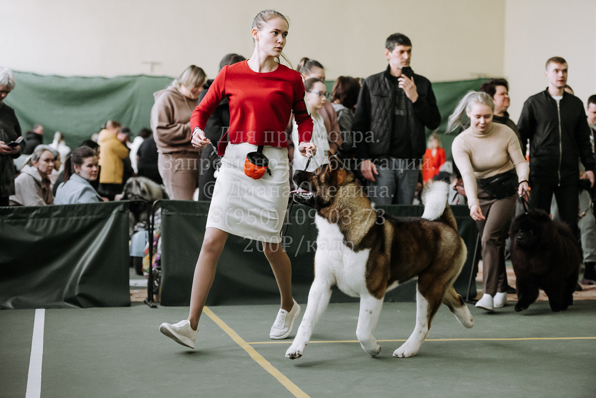 26.03.2022 Выставка собак г. Братск Континенталь. Фотограф Диана Оленина Красноярск / Братск