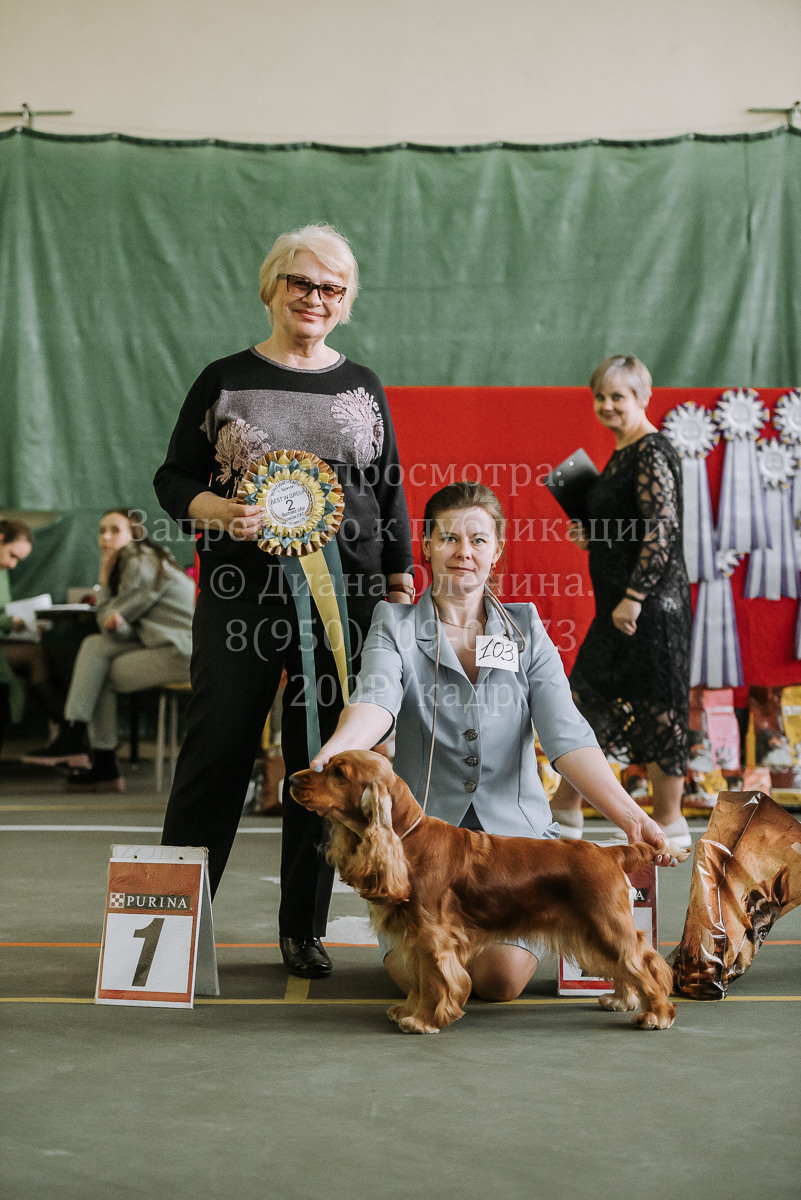 26.03.2022 Выставка собак г. Братск Континенталь. Фотограф Диана Оленина Красноярск / Братск