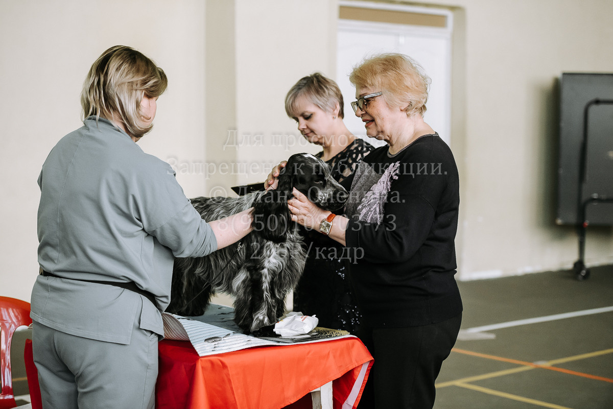 26.03.2022 Выставка собак г. Братск Континенталь. Фотограф Диана Оленина Красноярск / Братск