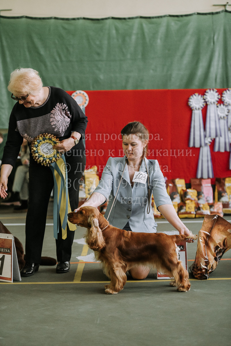 26.03.2022 Выставка собак г. Братск Континенталь. Фотограф Диана Оленина Красноярск / Братск