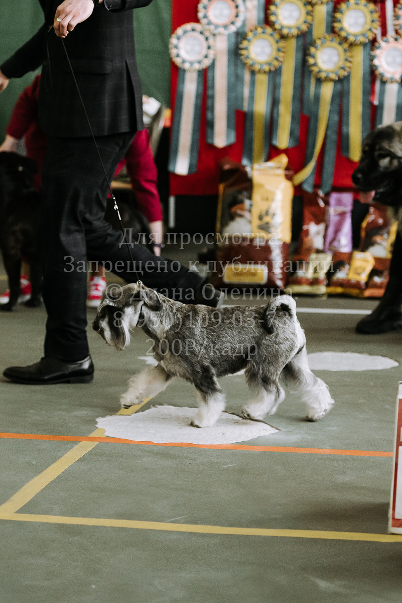26.03.2022 Выставка собак г. Братск Континенталь. Фотограф Диана Оленина Красноярск / Братск