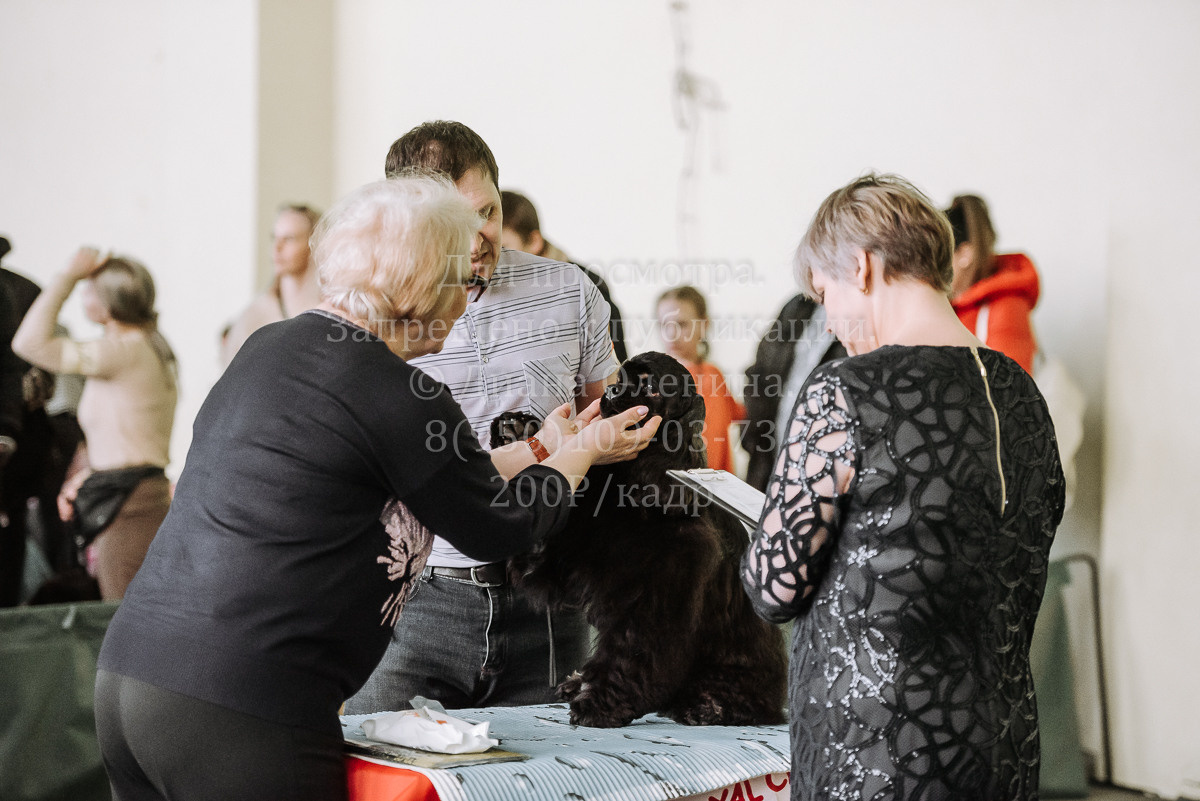 26.03.2022 Выставка собак г. Братск Континенталь. Фотограф Диана Оленина Красноярск / Братск