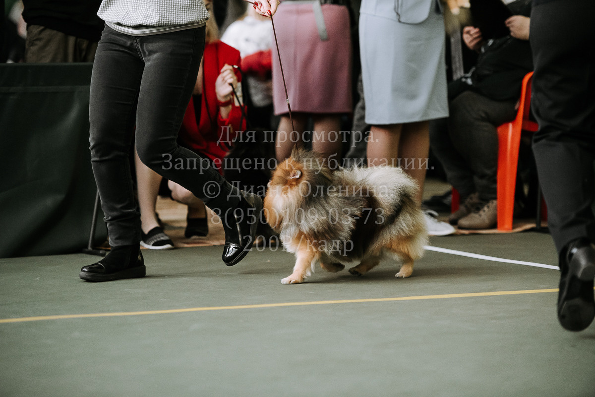 26.03.2022 Выставка собак г. Братск Континенталь. Фотограф Диана Оленина Красноярск / Братск