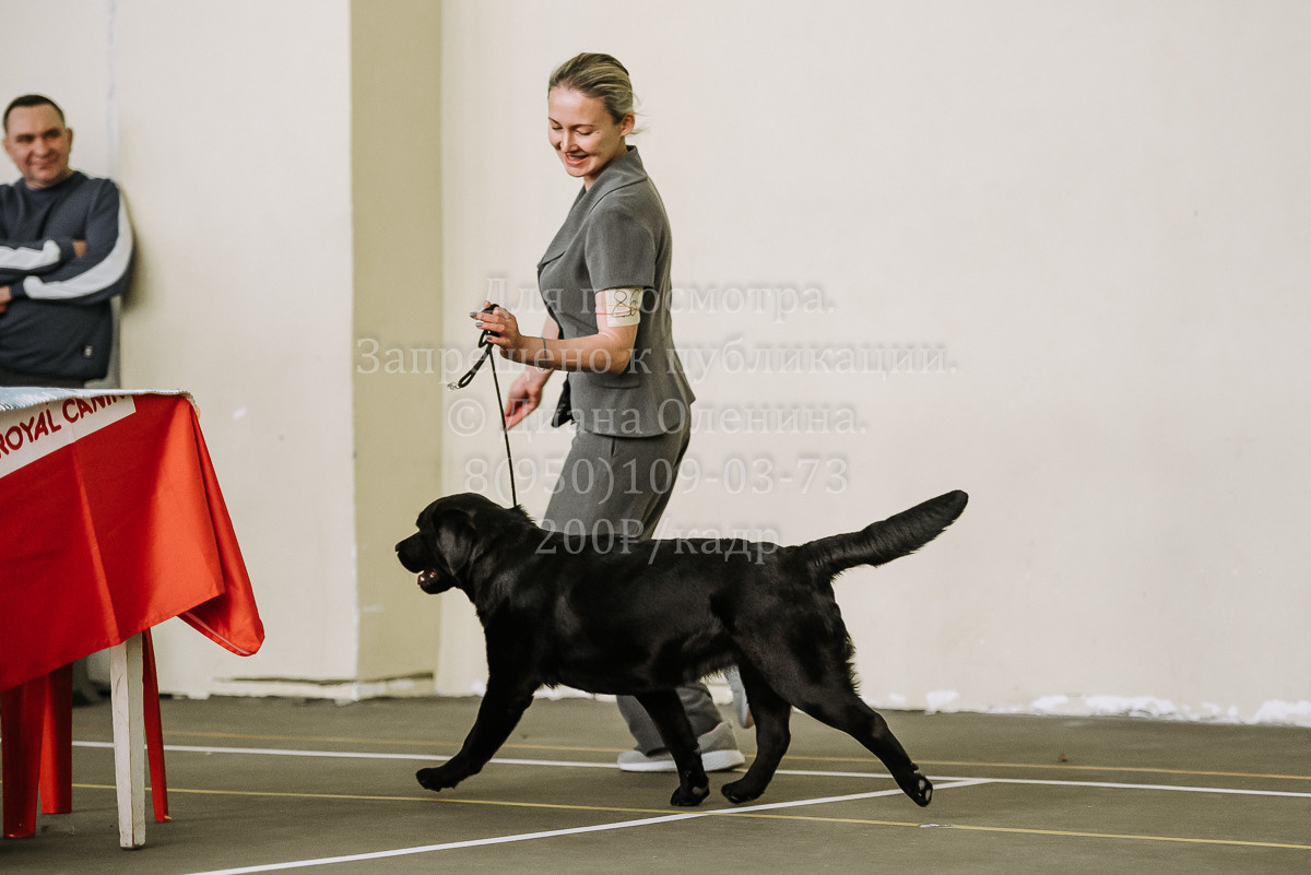26.03.2022 Выставка собак г. Братск Континенталь. Фотограф Диана Оленина Красноярск / Братск