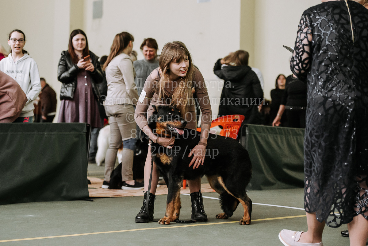 26.03.2022 Выставка собак г. Братск Континенталь. Фотограф Диана Оленина Красноярск / Братск