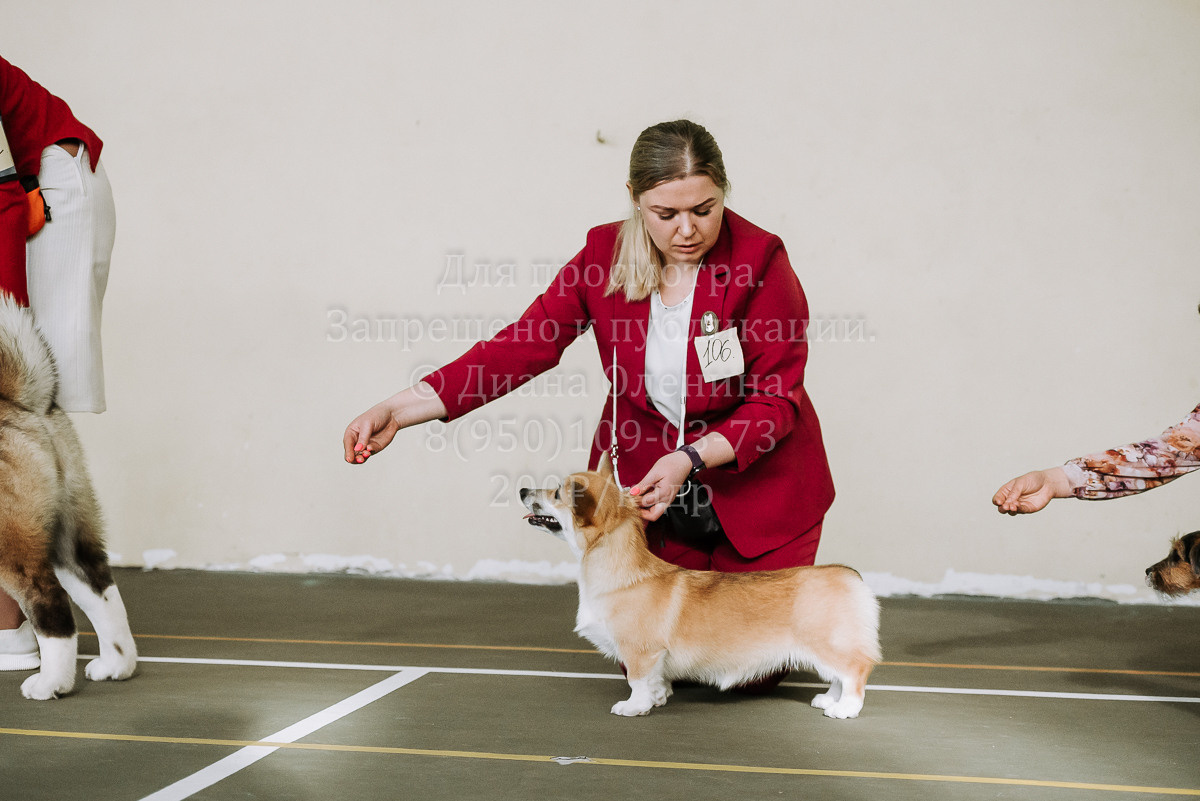 26.03.2022 Выставка собак г. Братск Континенталь. Фотограф Диана Оленина Красноярск / Братск