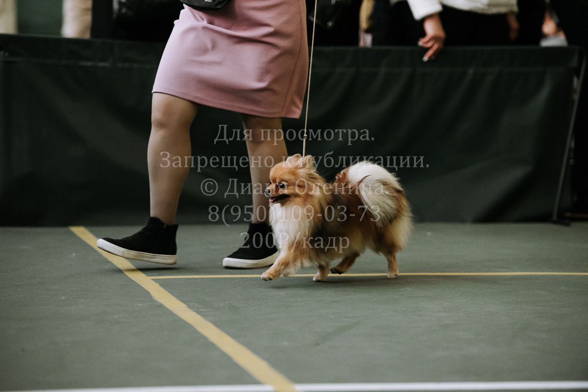 26.03.2022 Выставка собак г. Братск Континенталь. Фотограф Диана Оленина Красноярск / Братск