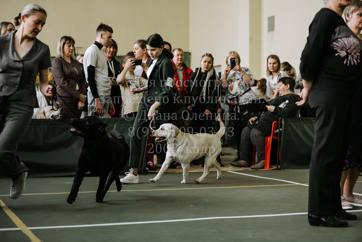 26.03.2022 Выставка собак г. Братск Континенталь. Фотограф Диана Оленина Красноярск / Братск