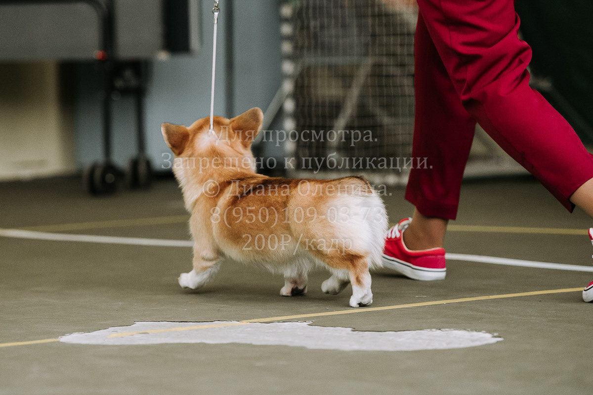 26.03.2022 Выставка собак г. Братск Континенталь. Фотограф Диана Оленина Красноярск / Братск