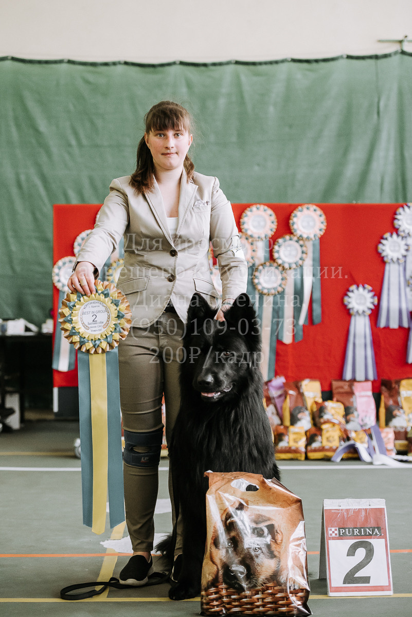 26.03.2022 Выставка собак г. Братск Континенталь. Фотограф Диана Оленина Красноярск / Братск