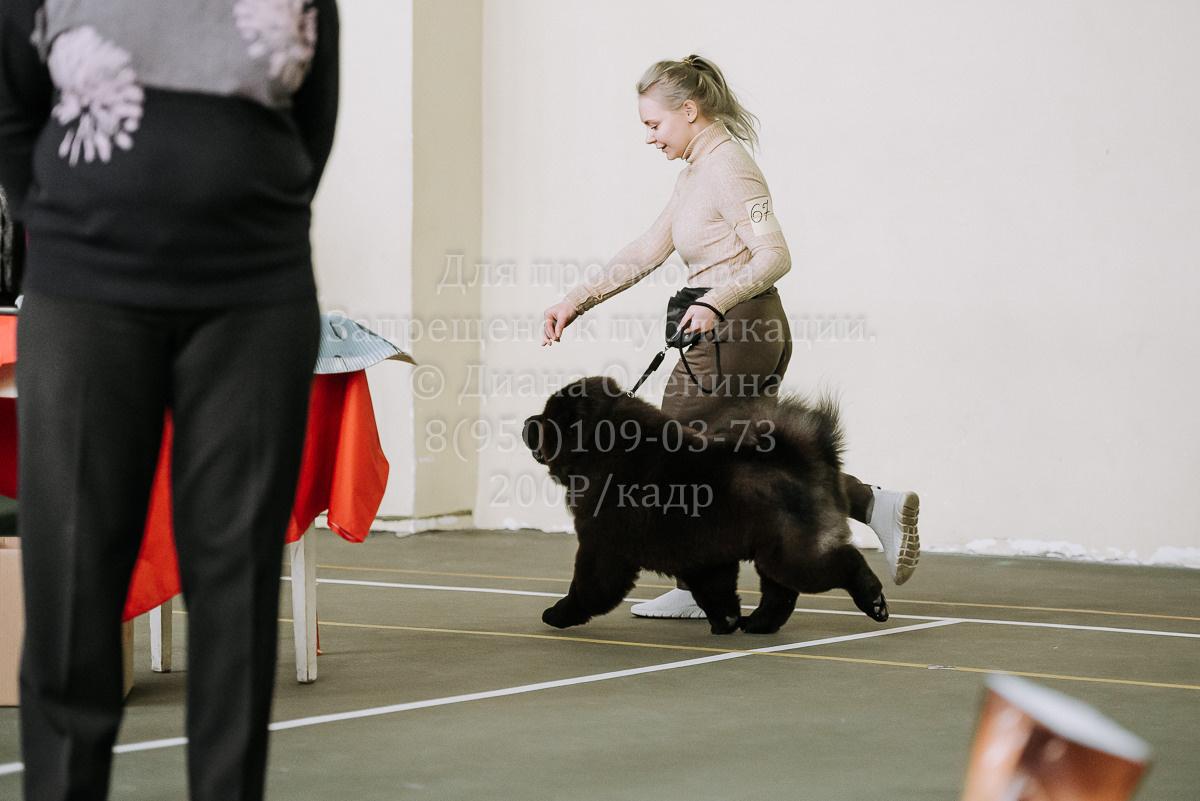26.03.2022 Выставка собак г. Братск Континенталь. Фотограф Диана Оленина Красноярск / Братск