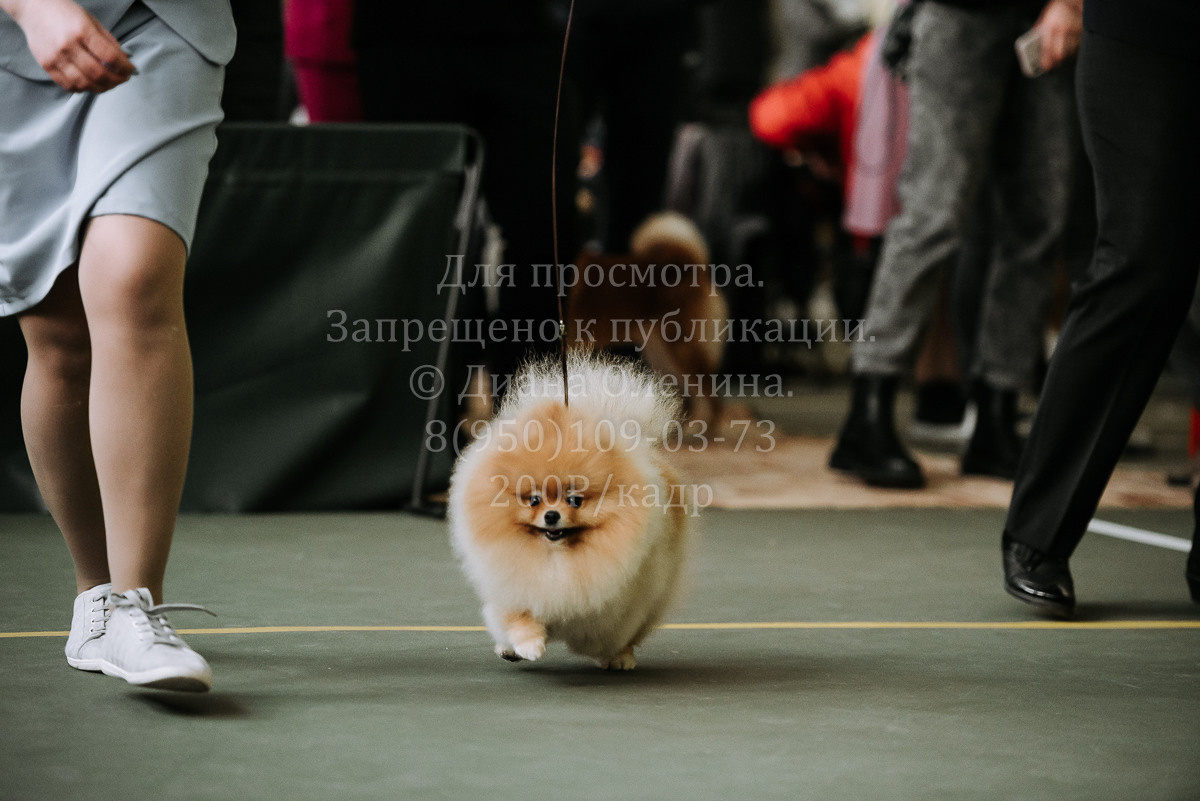 26.03.2022 Выставка собак г. Братск Континенталь. Фотограф Диана Оленина Красноярск / Братск