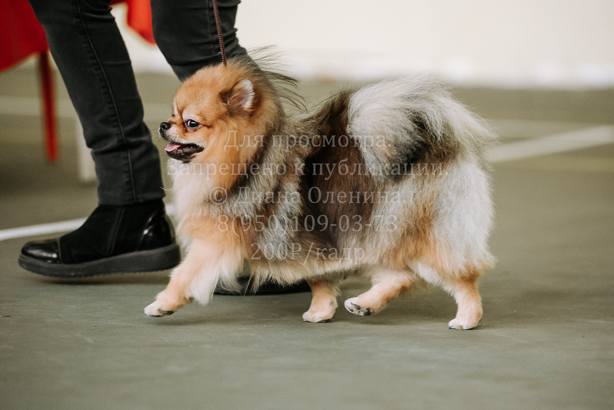 26.03.2022 Выставка собак г. Братск Континенталь. Фотограф Диана Оленина Красноярск / Братск