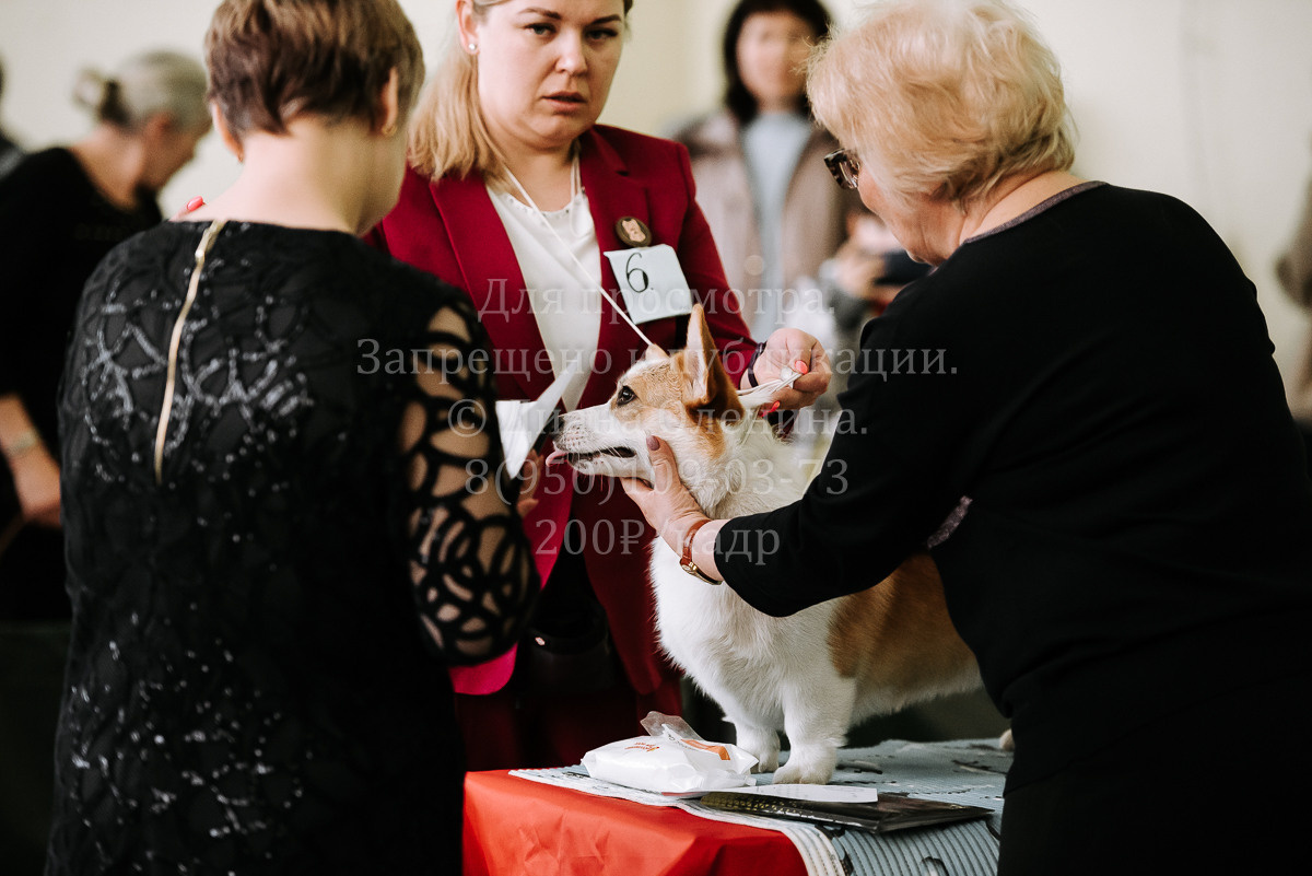 26.03.2022 Выставка собак г. Братск Континенталь. Фотограф Диана Оленина Красноярск / Братск