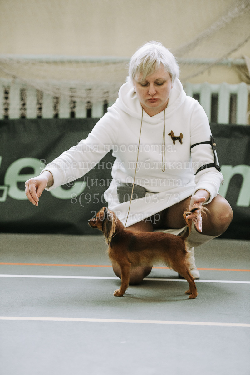 26.03.2022 Выставка собак г. Братск Континенталь. Фотограф Диана Оленина Красноярск / Братск