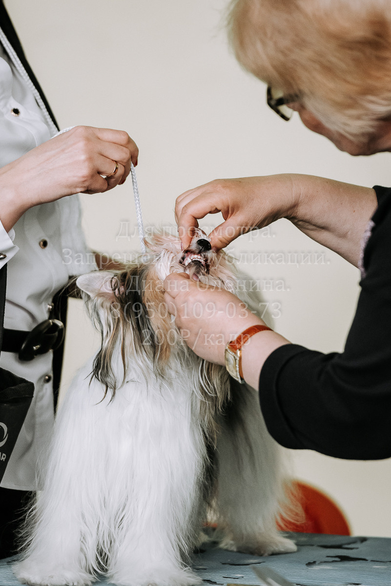 26.03.2022 Выставка собак г. Братск Континенталь. Фотограф Диана Оленина Красноярск / Братск