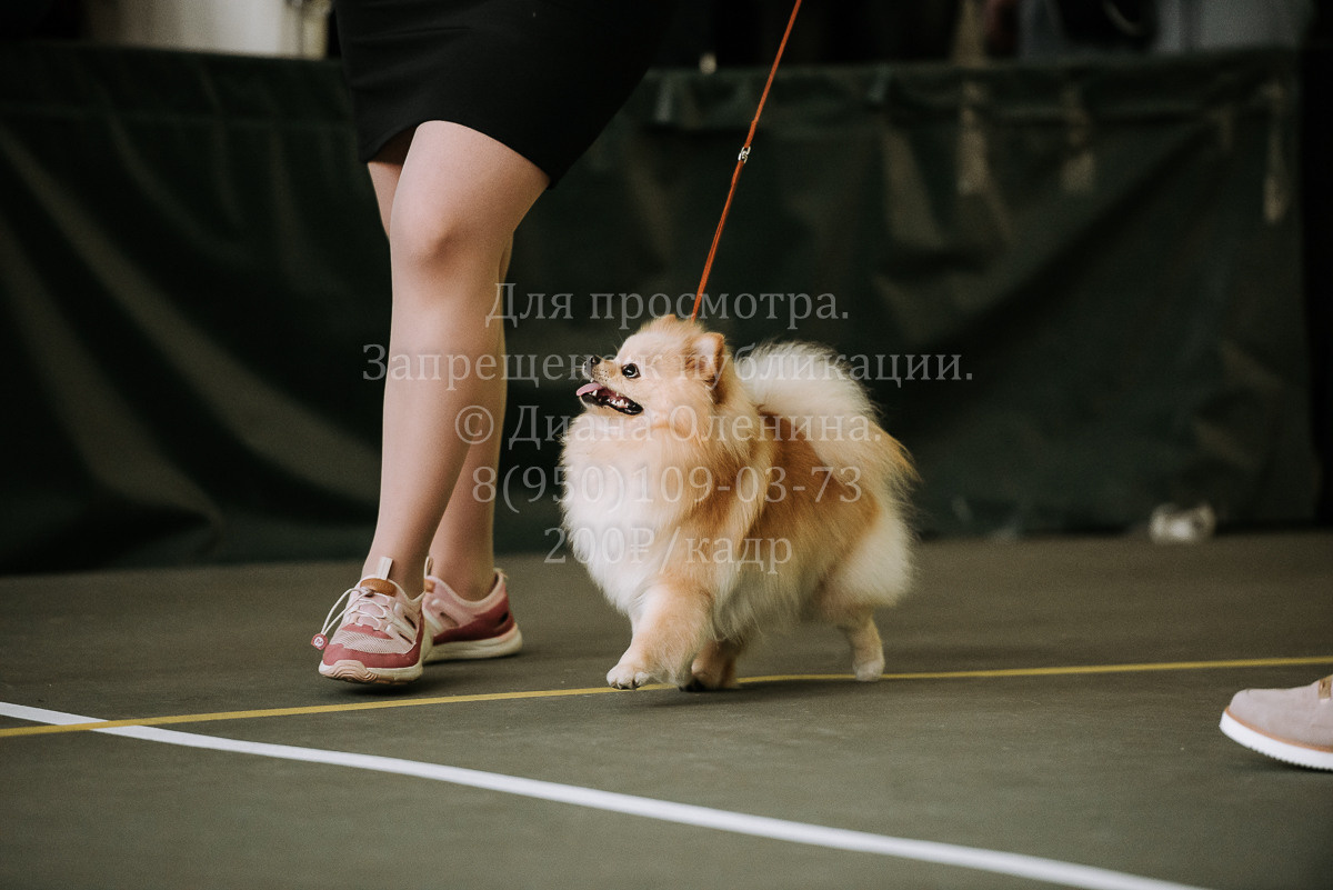 26.03.2022 Выставка собак г. Братск Континенталь. Фотограф Диана Оленина Красноярск / Братск