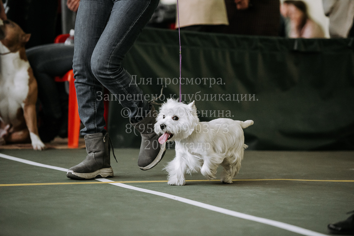 26.03.2022 Выставка собак г. Братск Континенталь. Фотограф Диана Оленина Красноярск / Братск