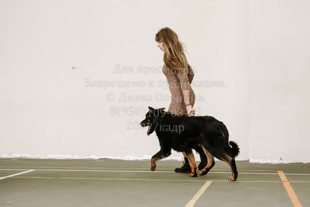 26.03.2022 Выставка собак г. Братск Континенталь. Фотограф Диана Оленина Красноярск / Братск