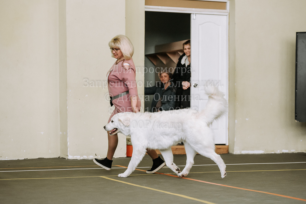 26.03.2022 Выставка собак г. Братск Континенталь. Фотограф Диана Оленина Красноярск / Братск