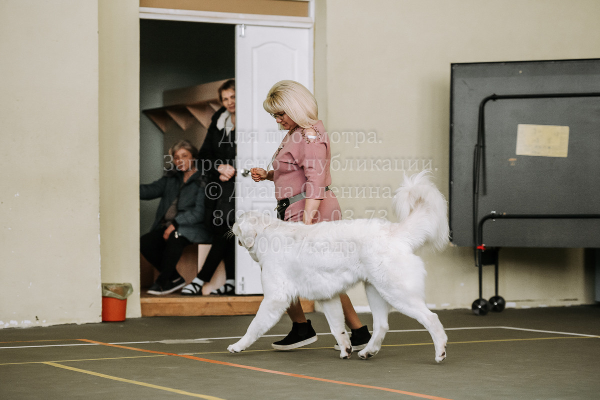 26.03.2022 Выставка собак г. Братск Континенталь. Фотограф Диана Оленина Красноярск / Братск