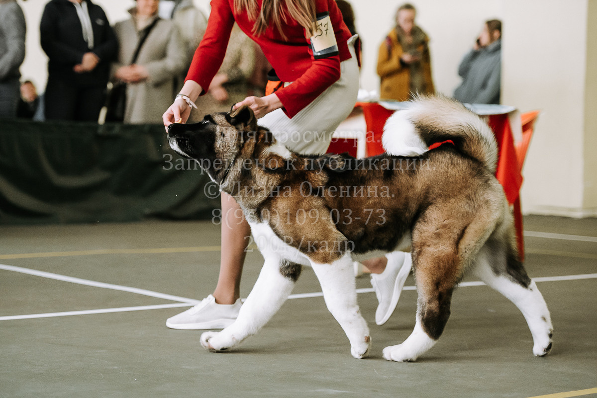 26.03.2022 Выставка собак г. Братск Континенталь. Фотограф Диана Оленина Красноярск / Братск