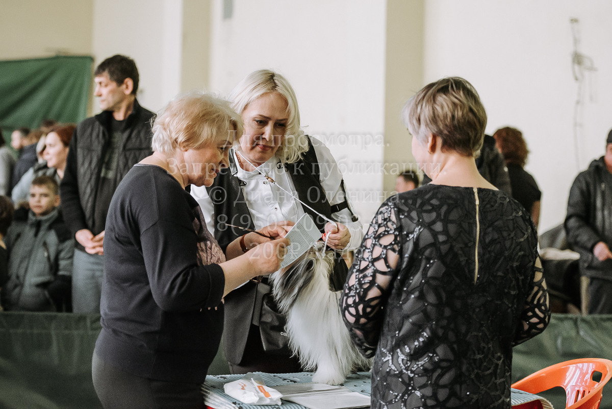 26.03.2022 Выставка собак г. Братск Континенталь. Фотограф Диана Оленина Красноярск / Братск