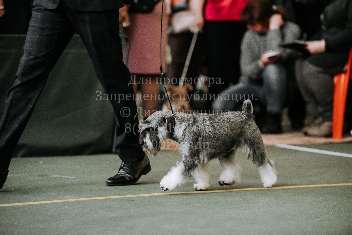 26.03.2022 Выставка собак г. Братск Континенталь. Фотограф Диана Оленина Красноярск / Братск