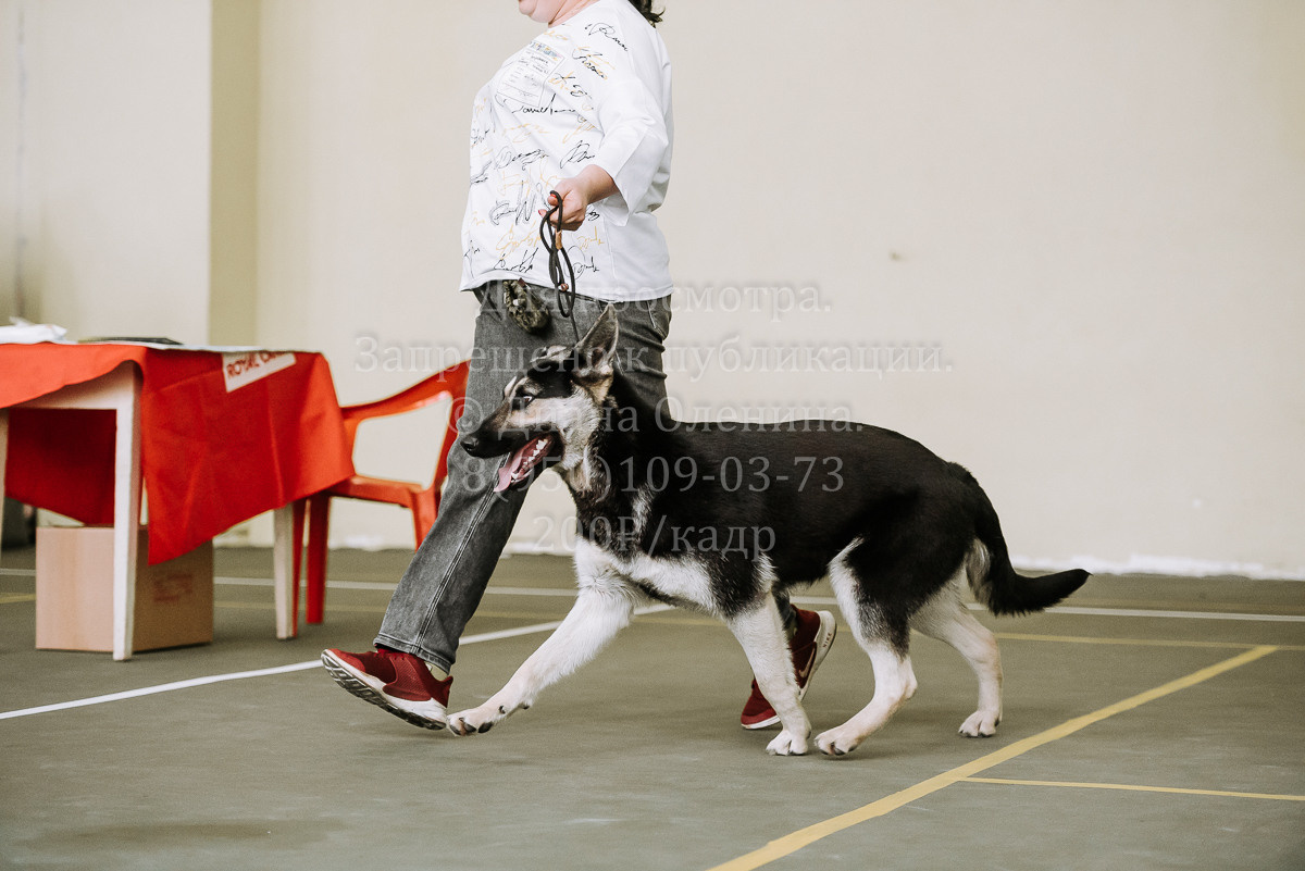 26.03.2022 Выставка собак г. Братск Континенталь. Фотограф Диана Оленина Красноярск / Братск