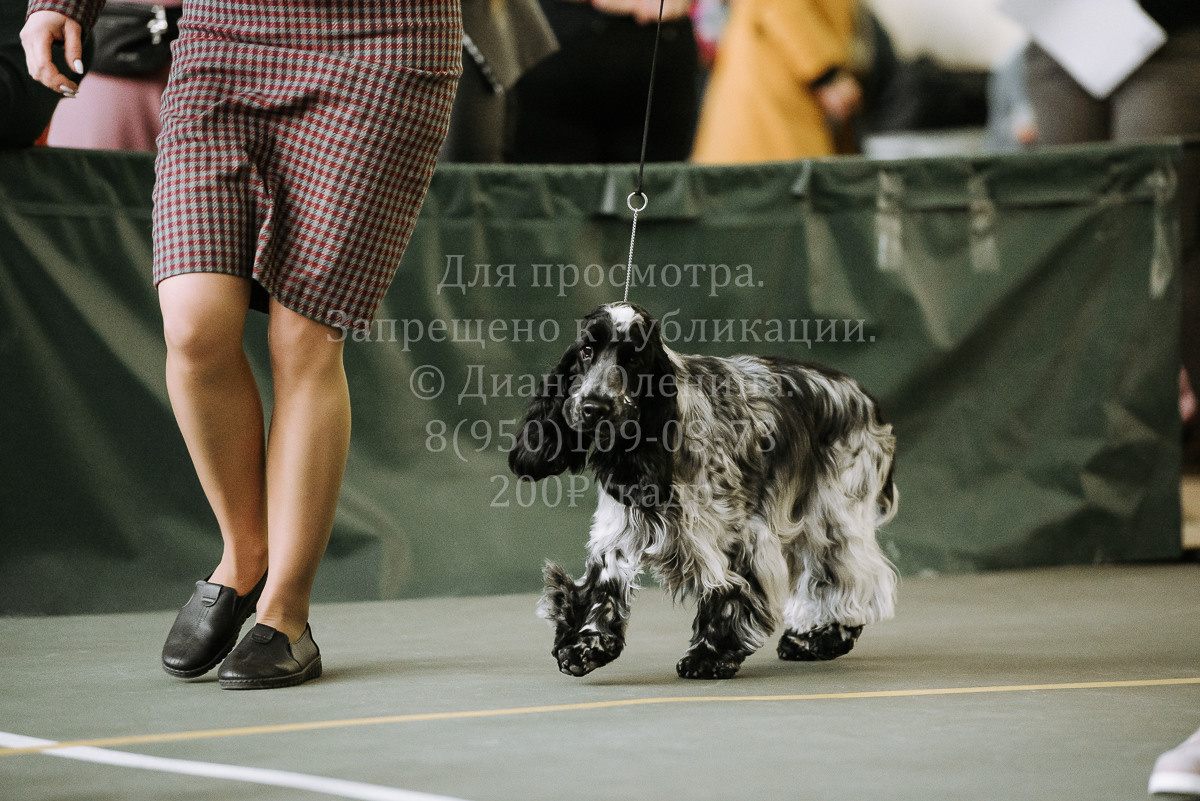 26.03.2022 Выставка собак г. Братск Континенталь. Фотограф Диана Оленина Красноярск / Братск