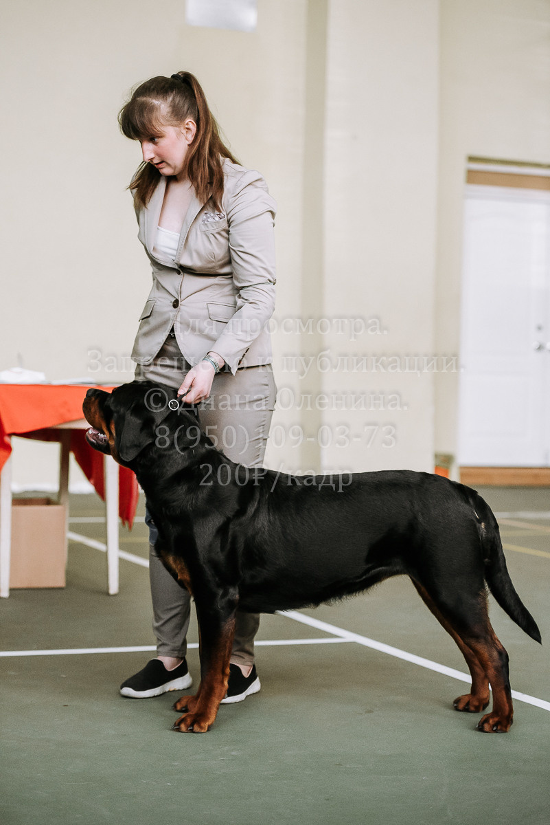 26.03.2022 Выставка собак г. Братск Континенталь. Фотограф Диана Оленина Красноярск / Братск