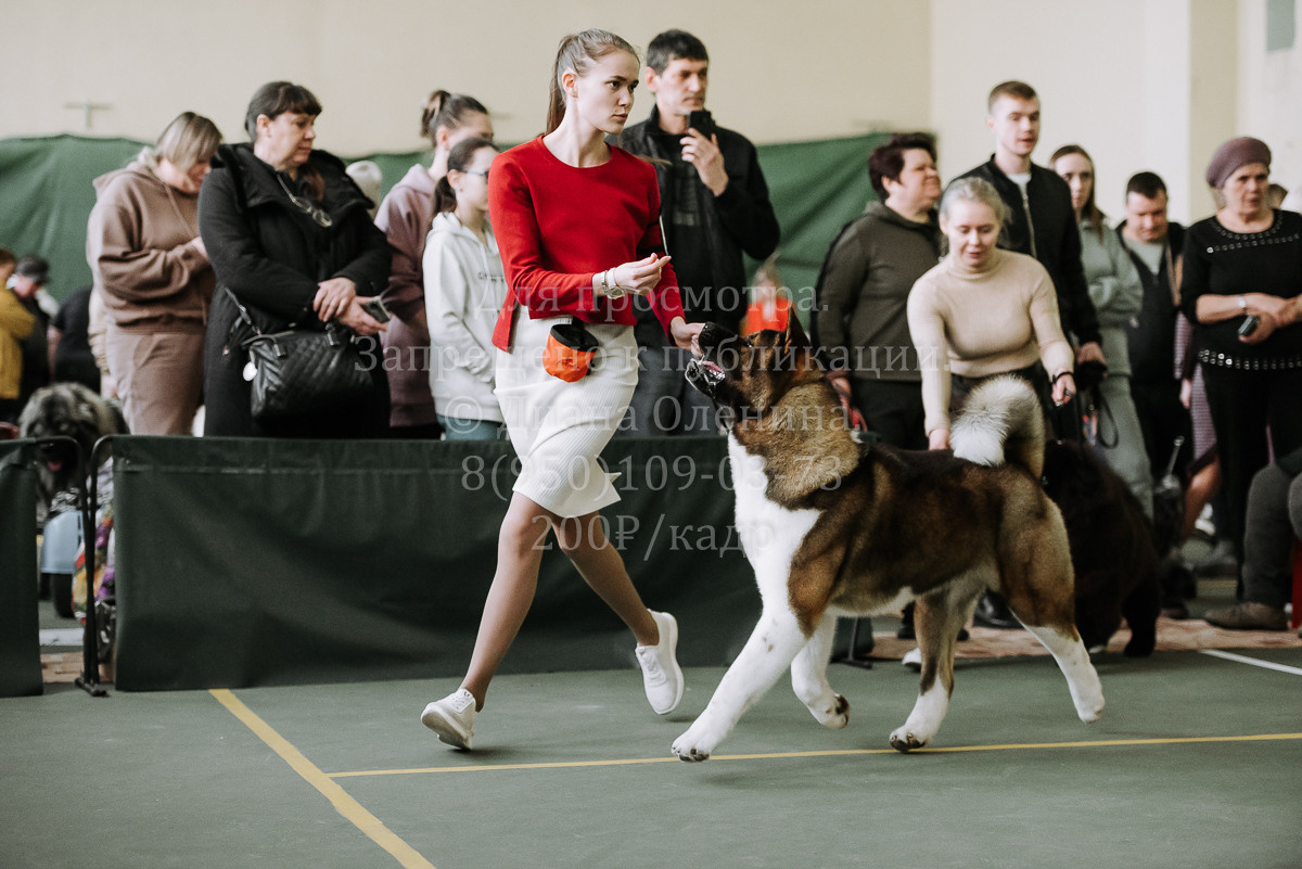 26.03.2022 Выставка собак г. Братск Континенталь. Фотограф Диана Оленина Красноярск / Братск