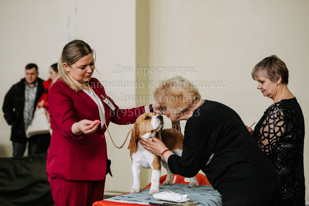 26.03.2022 Выставка собак г. Братск Континенталь. Фотограф Диана Оленина Красноярск / Братск