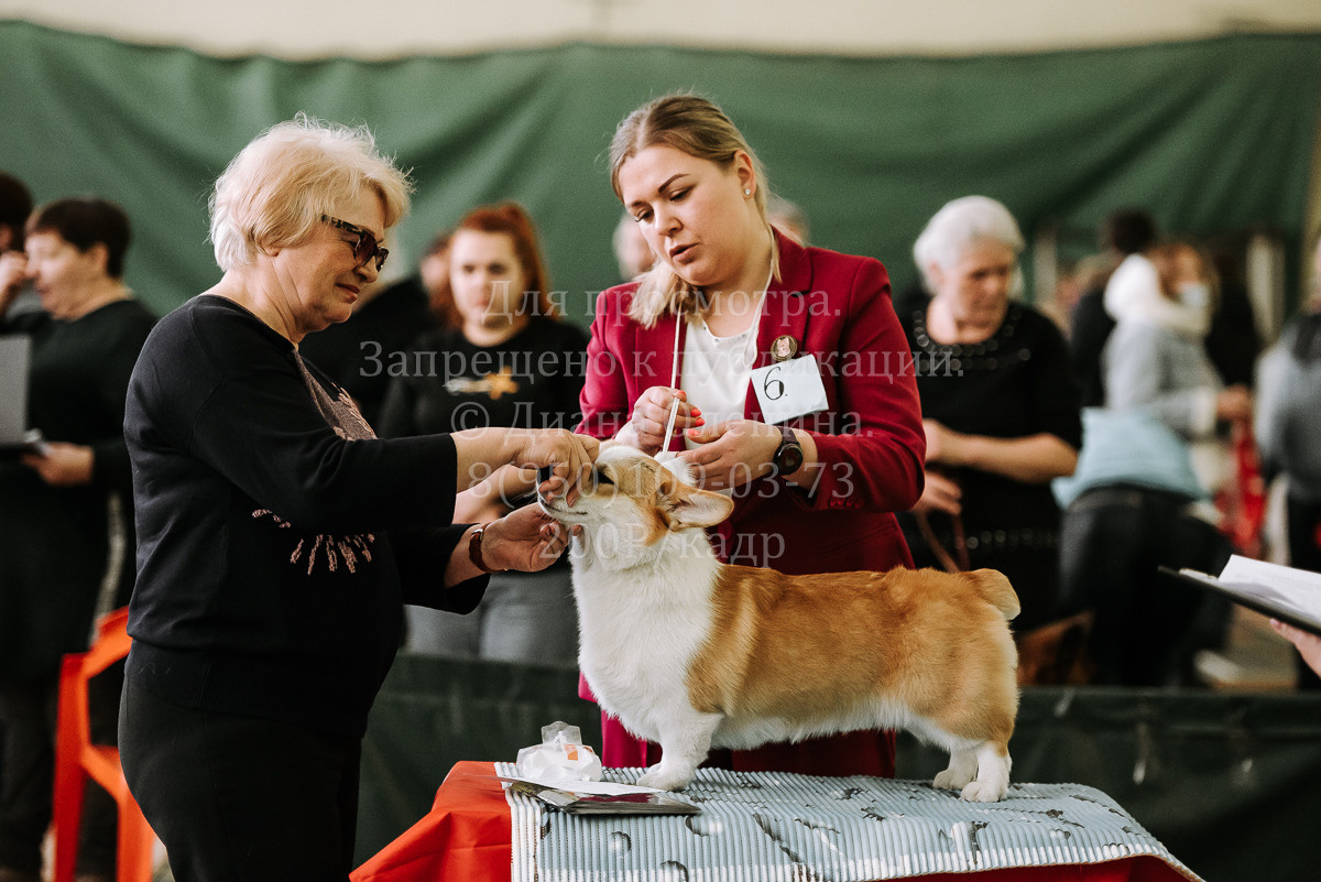 26.03.2022 Выставка собак г. Братск Континенталь. Фотограф Диана Оленина Красноярск / Братск