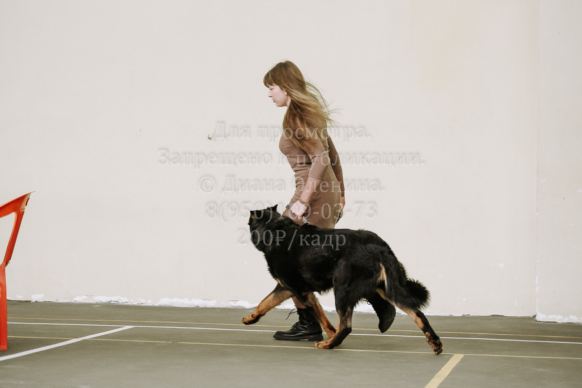 26.03.2022 Выставка собак г. Братск Континенталь. Фотограф Диана Оленина Красноярск / Братск