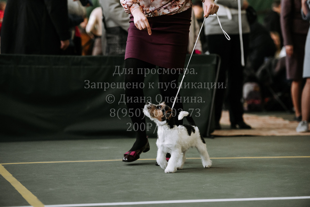 26.03.2022 Выставка собак г. Братск Континенталь. Фотограф Диана Оленина Красноярск / Братск