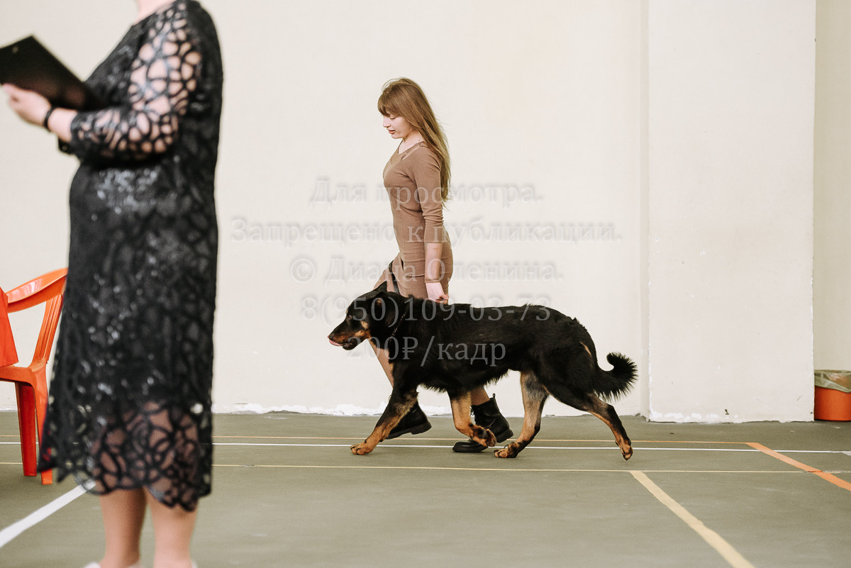 26.03.2022 Выставка собак г. Братск Континенталь. Фотограф Диана Оленина Красноярск / Братск