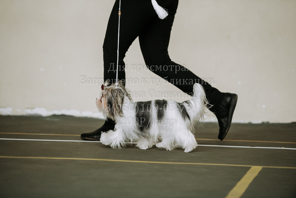 26.03.2022 Выставка собак г. Братск Континенталь. Фотограф Диана Оленина Красноярск / Братск