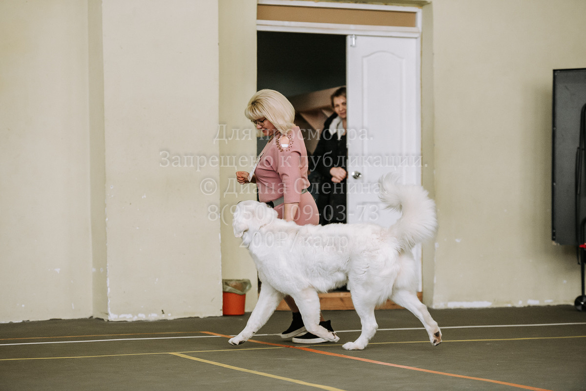 26.03.2022 Выставка собак г. Братск Континенталь. Фотограф Диана Оленина Красноярск / Братск