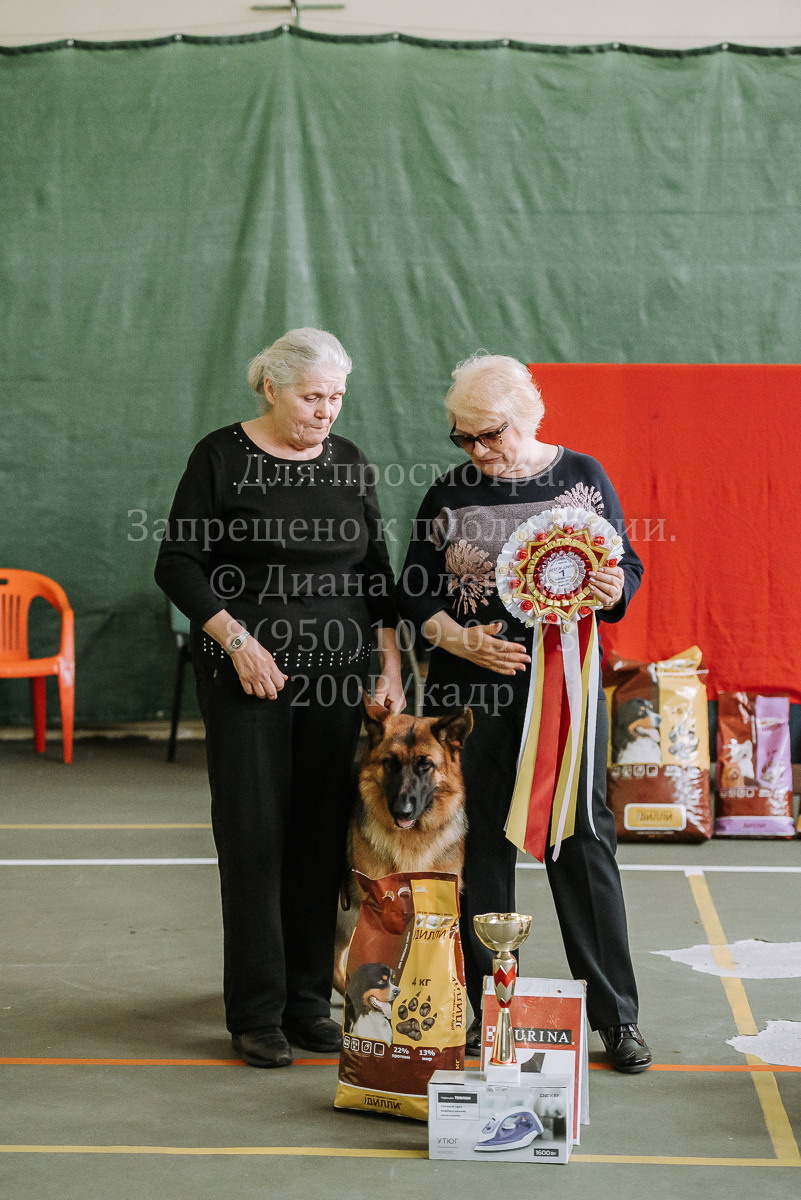 26.03.2022 Выставка собак г. Братск Континенталь. Фотограф Диана Оленина Красноярск / Братск